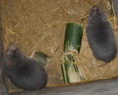 廣東竹鼠常用飼料及搭配方法-- 廣東眾利竹鼠養殖場