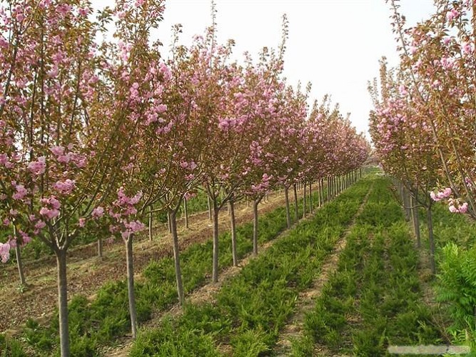 陜西櫻花批發電話-- 陜西華彩園林苗木花卉基地