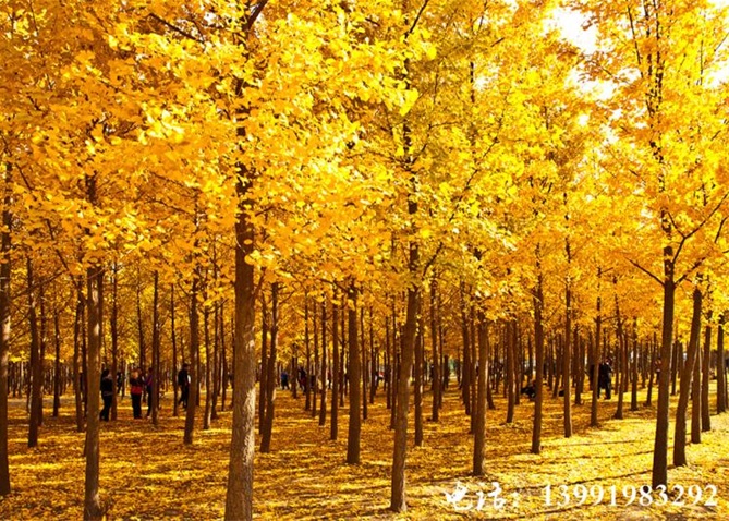 陜西銀杏種植基地-- 陜西華彩園林苗木花卉基地