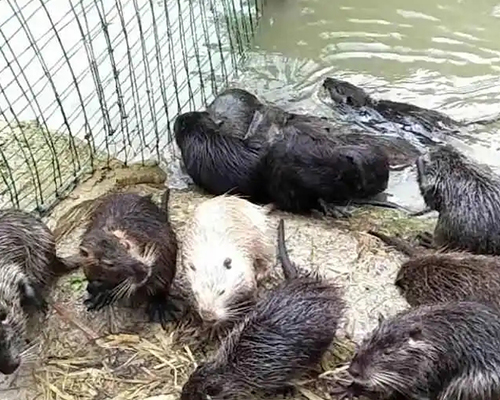 貴州海貍鼠在野外主要吃些什么植物呢-- 貴州詩詩竹鼠養(yǎng)殖場(chǎng)