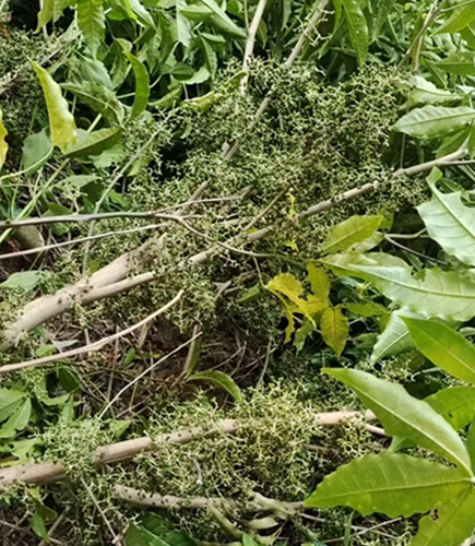 廣西三叉苦——從野草到寶貴藥材的華麗轉身-- 廣西優朗三叉苦繁育種植基地