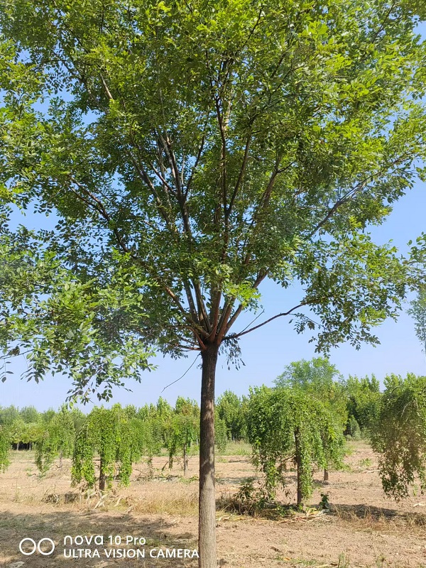 國槐花落滿地 環(huán)衛(wèi)工不忍清掃 大河報(bào)-- 山東省誠信苗圃