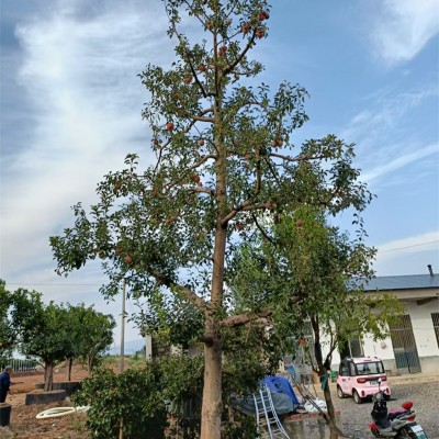 北京蘋果樹，都市綠洲中的自然印記