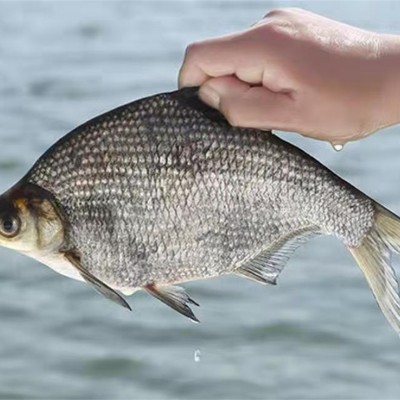 上海淡水魚(yú)苗培育管理，打造生態(tài)漁業(yè)