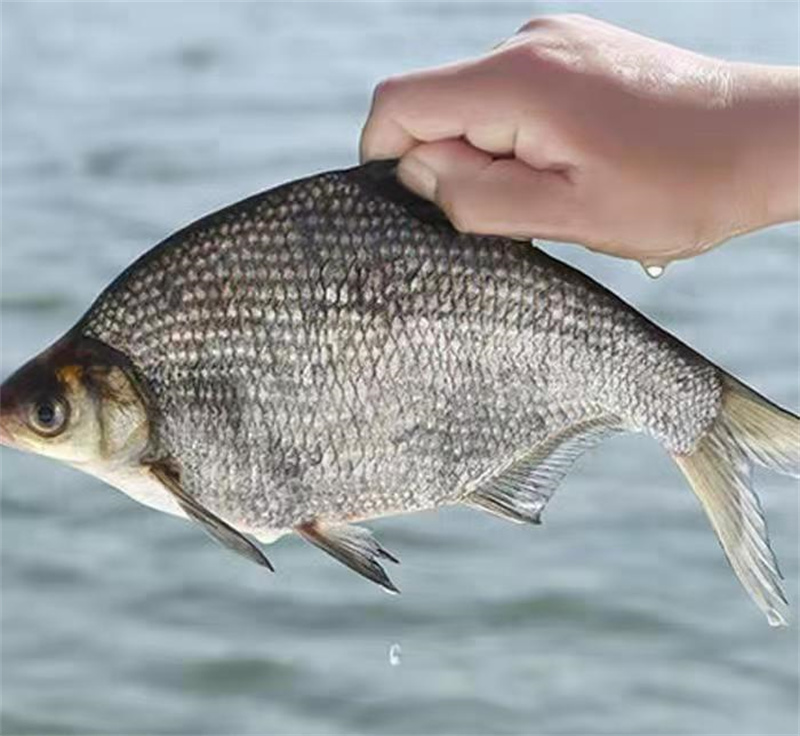 上海草魚苗價格分析，市場趨勢與未來展望-- 上海青浦區淀山湖淡水養殖場