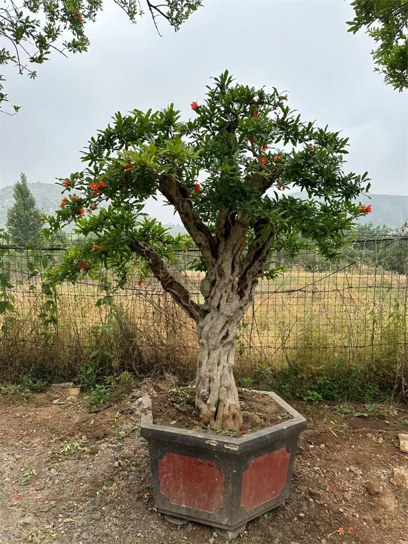 北京石榴樹基地，千年紅果與現(xiàn)代生態(tài)的完美融-- 北京宏偉果樹苗木基地